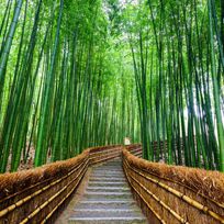 Alistate-Experiencia Bamboo Forest Arashiyama