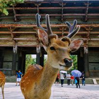 Alistate-Day trip a Nara