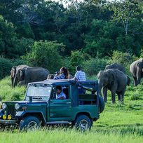 Alistate-Safari en Sri Lanka