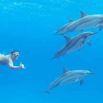 Alistate-Nado con delfines