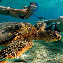 Alistate-Tour Snorkel con tortugas Cozumel