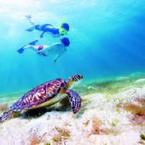 Alistate-Buceo con tortugas gigantes