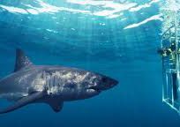 Alistate-Buceo con tiburones
