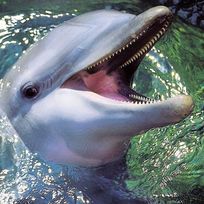 Alistate-Nado con delfines