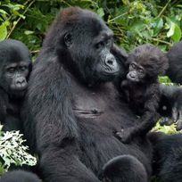 Alistate-Safari con Gorilas