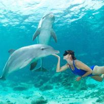 Alistate-Nadar con delfines
