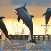 Alistate-Nado con Delfines