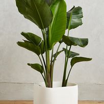 Alistate-Sculpted Planter