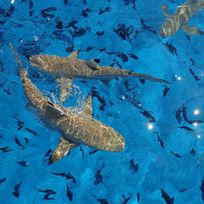 Alistate-Shark & Ray Snorkel Safari