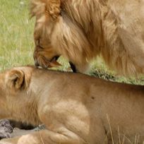 Alistate-Safari leones