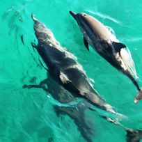Alistate-Excursion con Delfines Fernando de Noronha