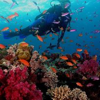 Alistate-Excursion de buceo en Gran Barrera de Coral
