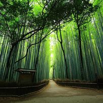 Alistate-Tour privado a Arashiyama