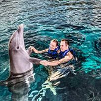 Alistate-Nado con delfines en Tulum