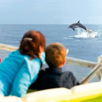 Alistate-Avistamiento de Delfines - Mallorca