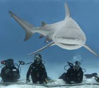 Alistate-buceo con tiburones