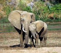 Alistate-Excursión - Elephant Jungle Sanctuary