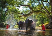 Alistate-Paseo en Elefante - Chiang Mai