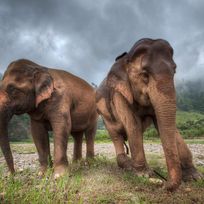 Alistate-Excursión x 2 a Elephant Nature Park 