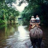 Alistate-Excursion a santuario de elefantes en Tailandia.