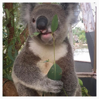 Alistate-Excursión para ver Koalas