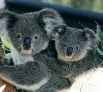 Alistate-Visita a Reserva de Koalas para dos personas