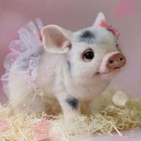 Alistate-Mini Pig