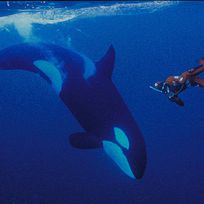 Alistate-Buceo con orcas