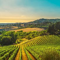 Alistate-Tour y cata de vinos en La Toscana