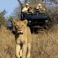 Alistate-Safari Parque Kruger