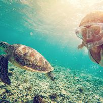 Alistate-Snorkel con tortugas