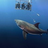 Alistate-Nadar con Tiburones Blancos