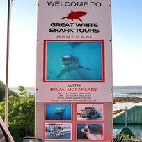 Alistate-A nadar con Tiburones