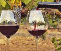 Alistate-Cata de vinos orgánicos