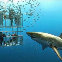 Alistate-Shark cage diving