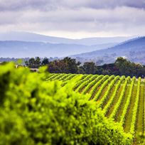 Alistate-Yarra Valley Wine Tasting Experience